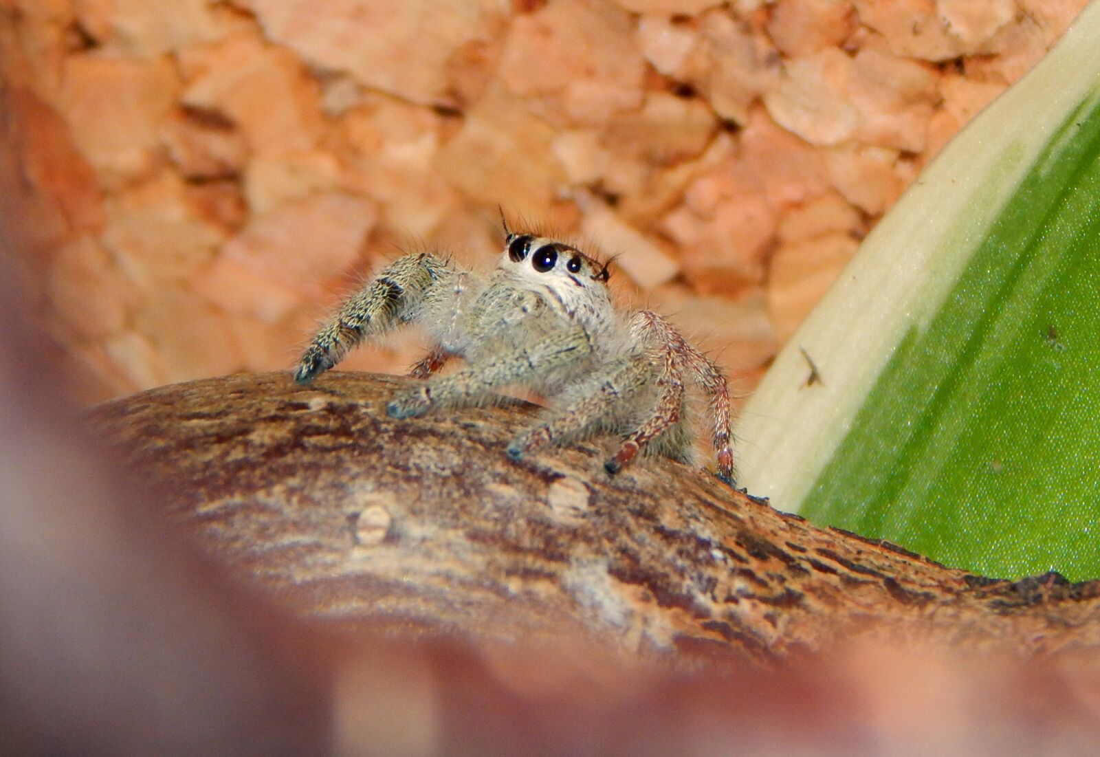 Nikon Coolpix L830 sample photo. Jumping spider, animal, web photography