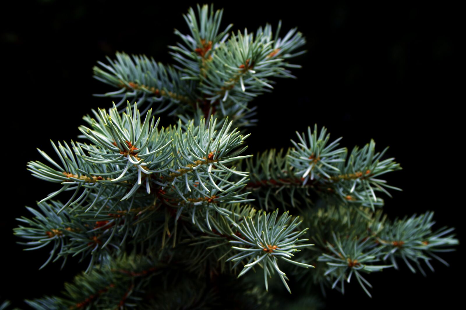 Pentax K-S2 sample photo. Spruce, christmas tree, pine photography