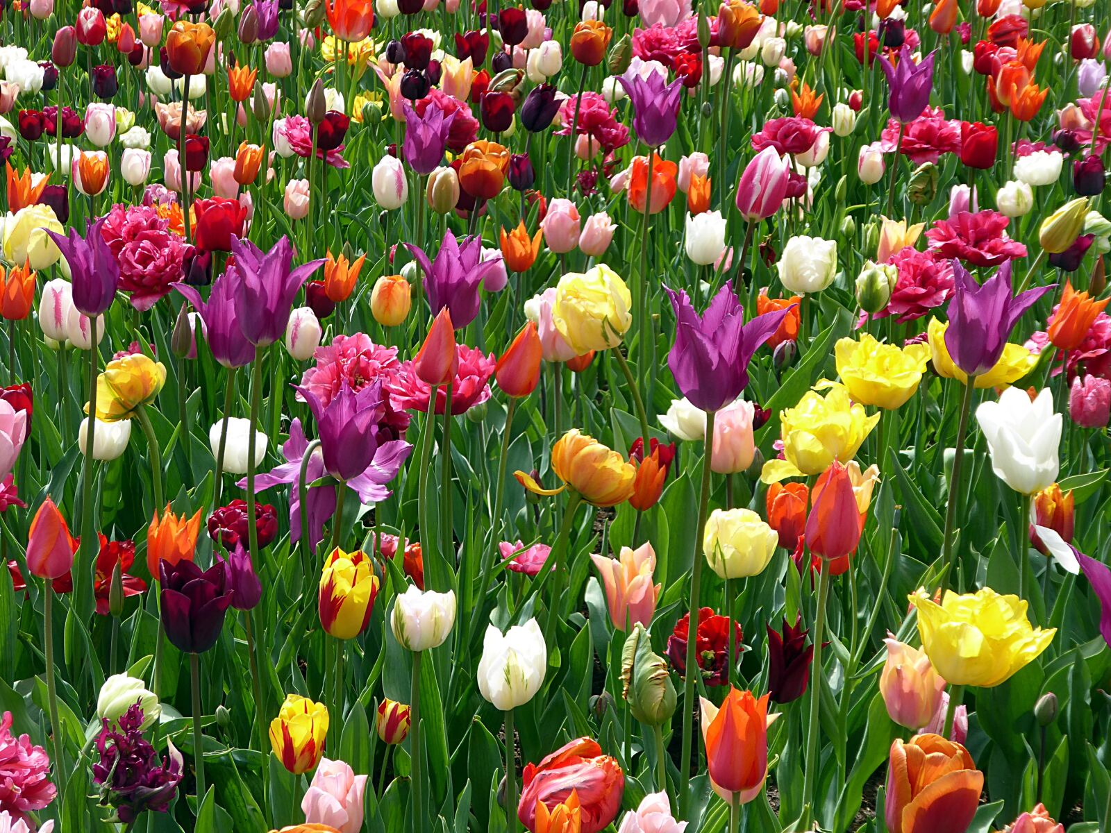 Panasonic Lumix DMC-ZS50 (Lumix DMC-TZ70) sample photo. Tulip, flower, colors photography
