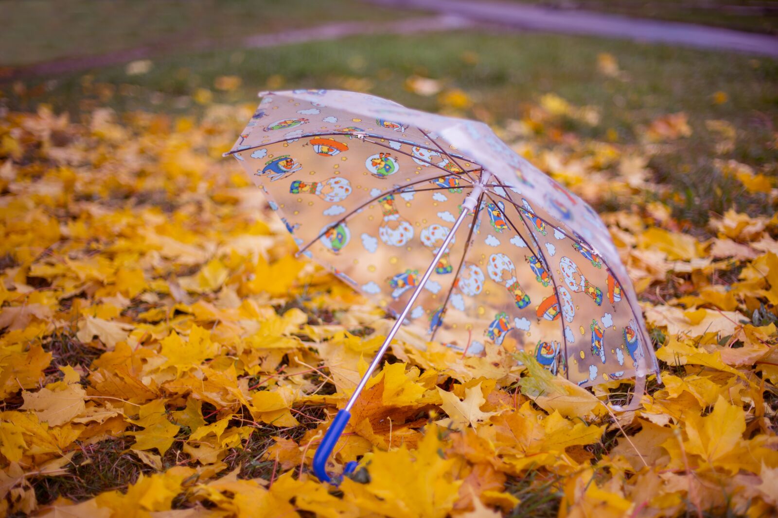 Canon EOS 6D + Canon EF 50mm F1.4 USM sample photo. Autumn, umbrella, listopad photography