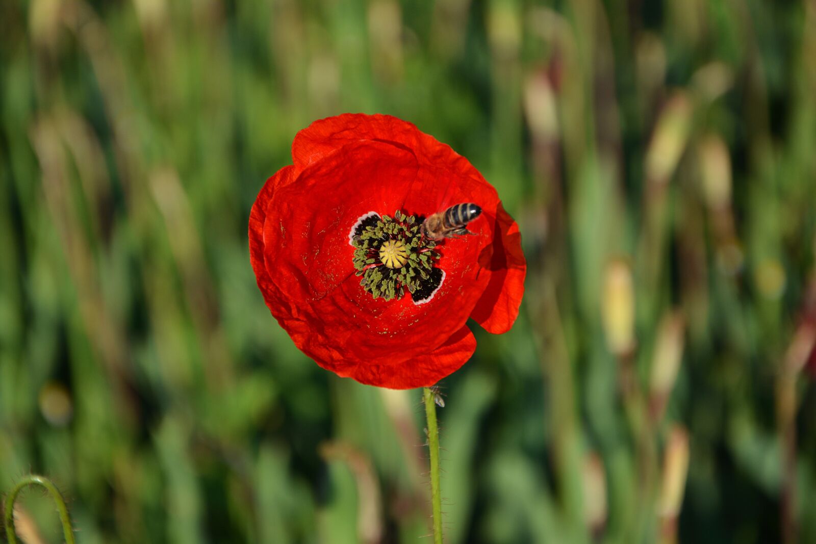 Nikon D7100 sample photo. Plant, poppy, bee photography