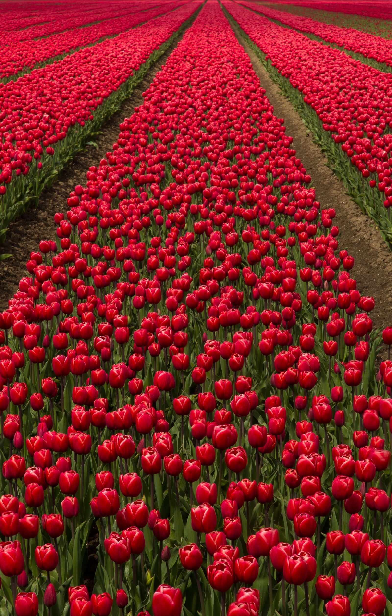 Canon EOS 6D + Canon EF 24-105mm F4L IS USM sample photo. Tulip field, flowers, bulbs photography