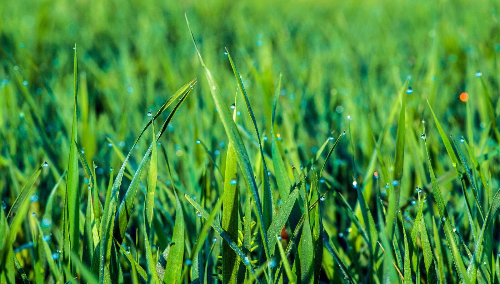 Pentax K-S2 + Pentax smc D-FA 100mm F2.8 Macro WR sample photo. Green grass, lawn, juicy photography