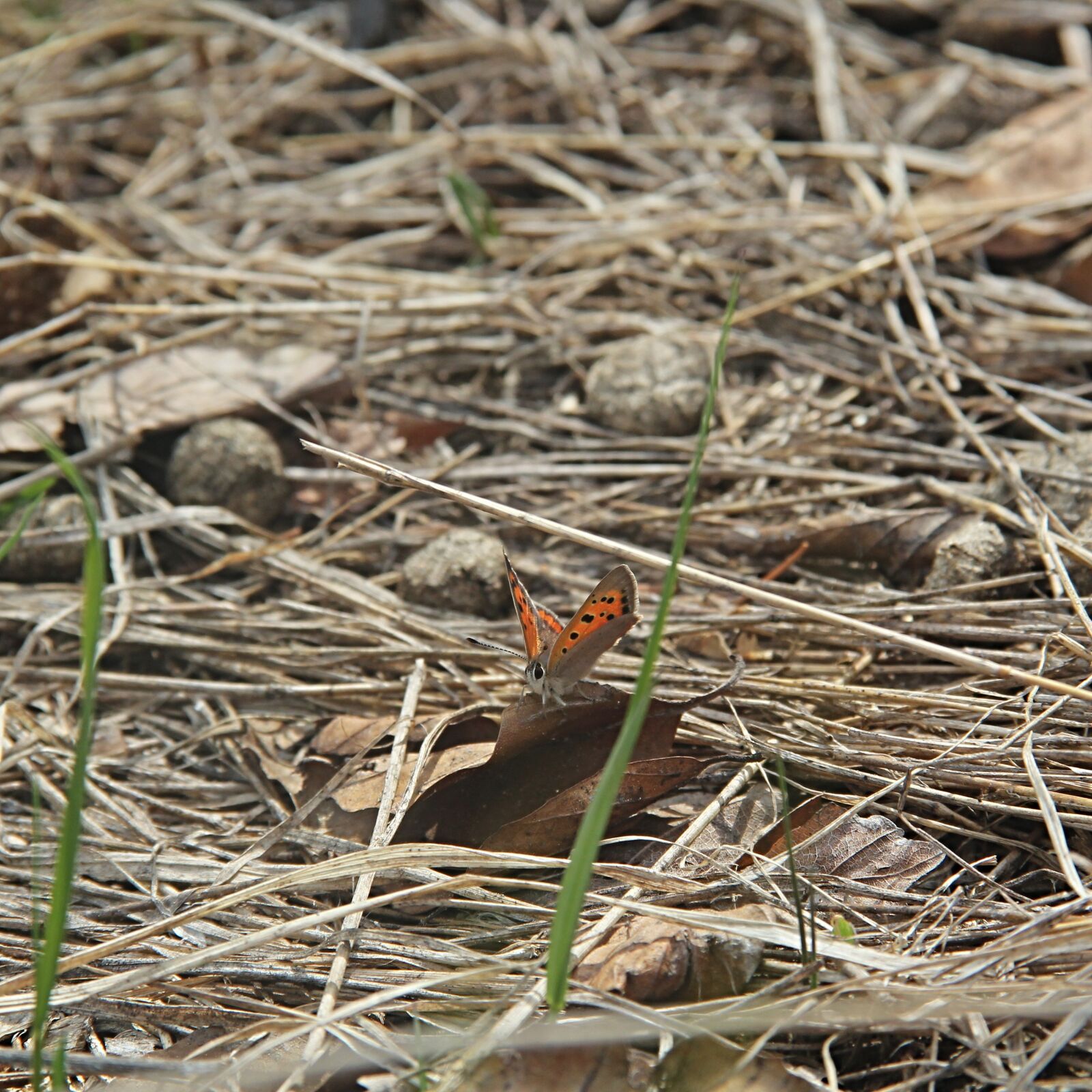 Canon EOS 550D (EOS Rebel T2i / EOS Kiss X4) sample photo. Butterfly, the large ernok photography