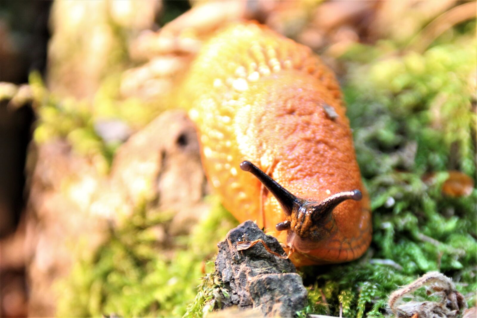 Canon EOS 700D (EOS Rebel T5i / EOS Kiss X7i) sample photo. Slug, animal, forest photography