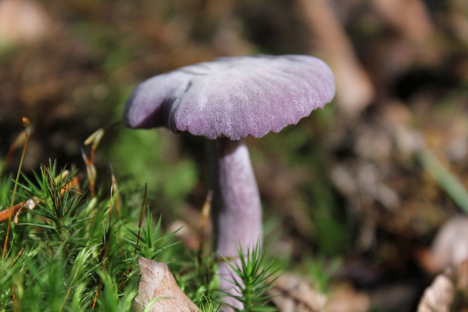 Canon EOS 550D (EOS Rebel T2i / EOS Kiss X4) sample photo. Fungus, nature, mushroom photography