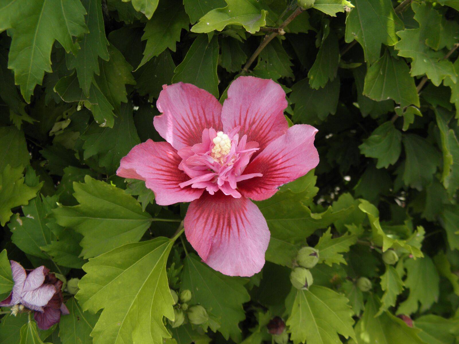 Olympus SP600UZ sample photo. Floral, flower, pink photography