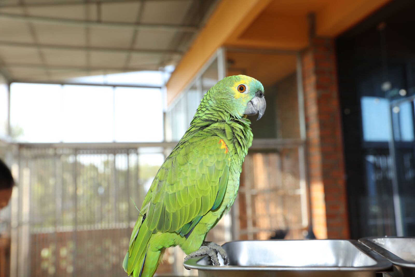 Canon EOS 5DS R + Canon EF 24-70mm F2.8L II USM sample photo. Green parrots, portraits of photography