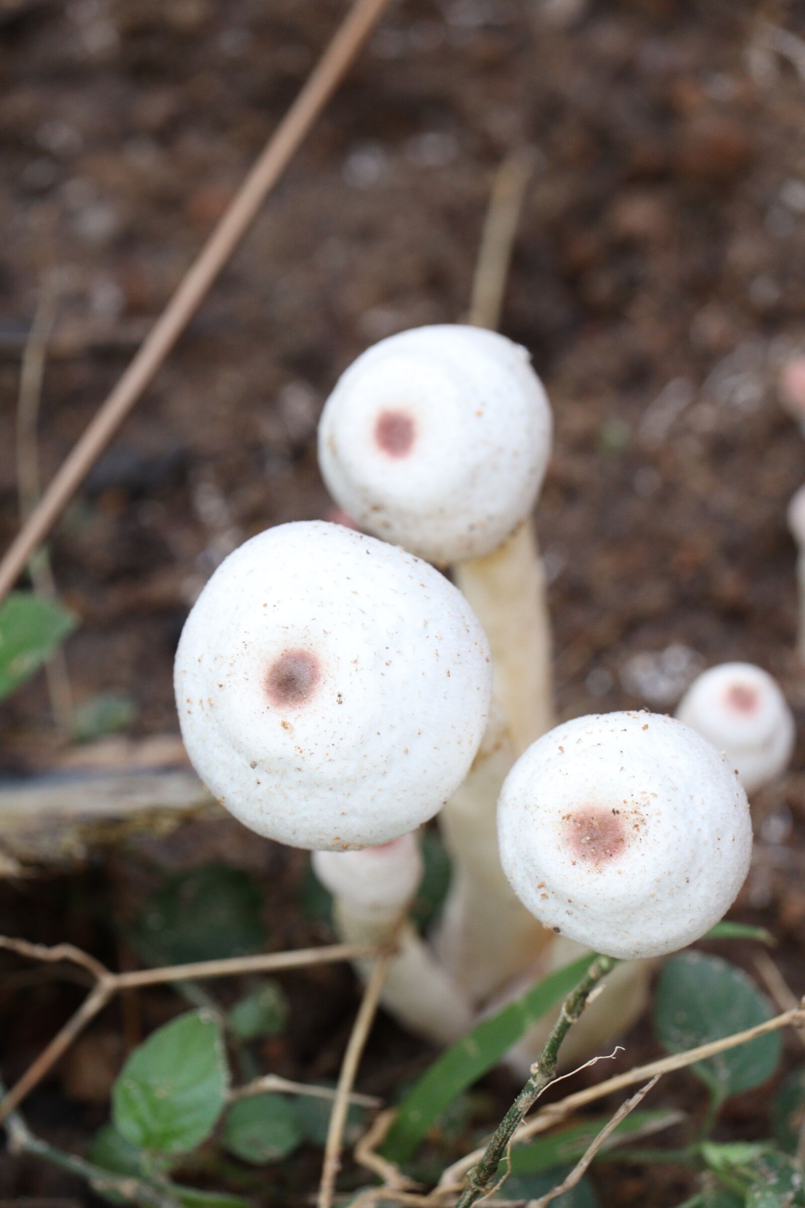 Canon EOS 250D (EOS Rebel SL3 / EOS Kiss X10 / EOS 200D II) sample photo. Mushroom, kerala, white photography