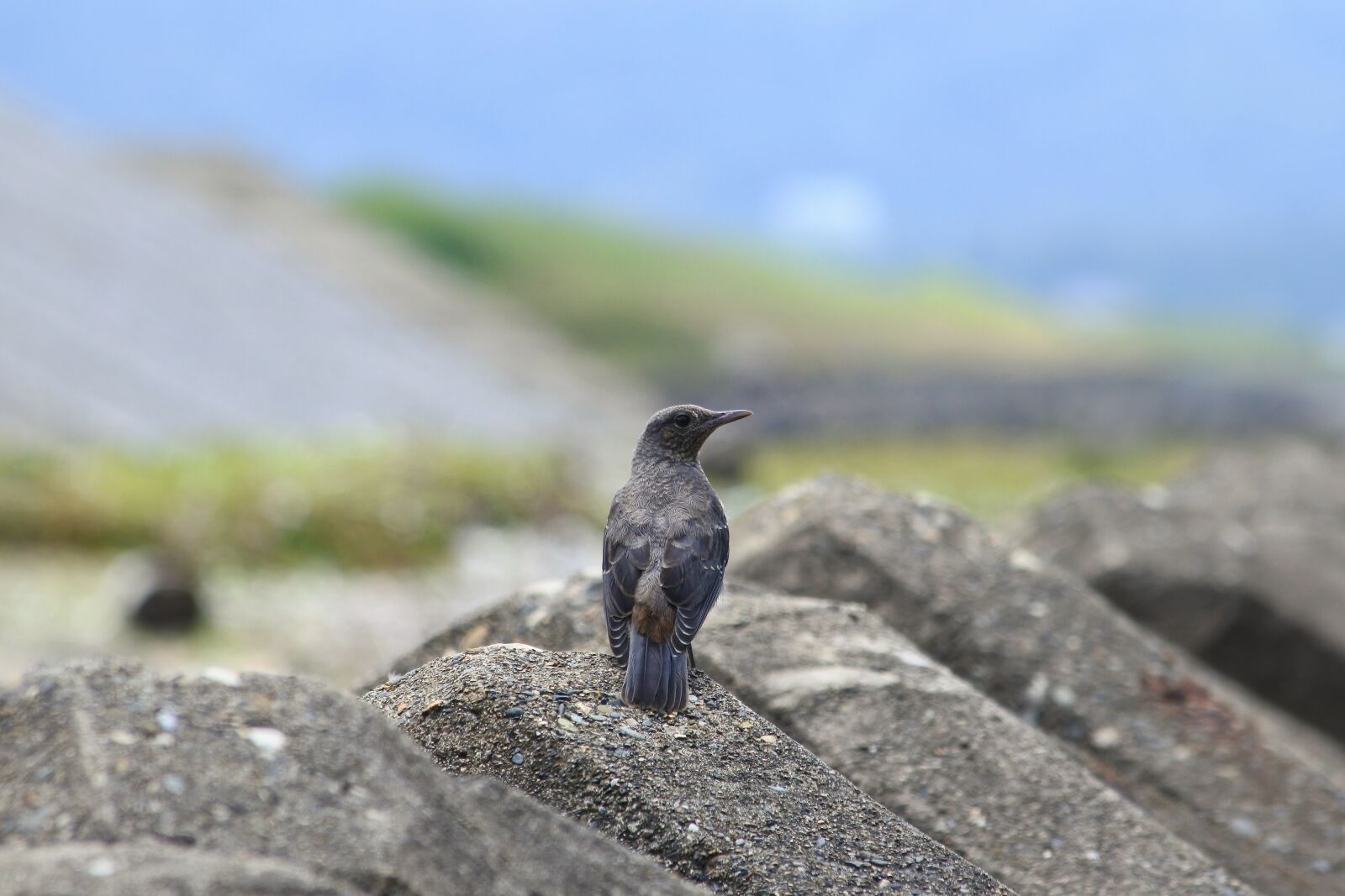 Nikon 1 J5 + VR 55-200mm f/4-5.6G sample photo. Animal, sea, beach photography