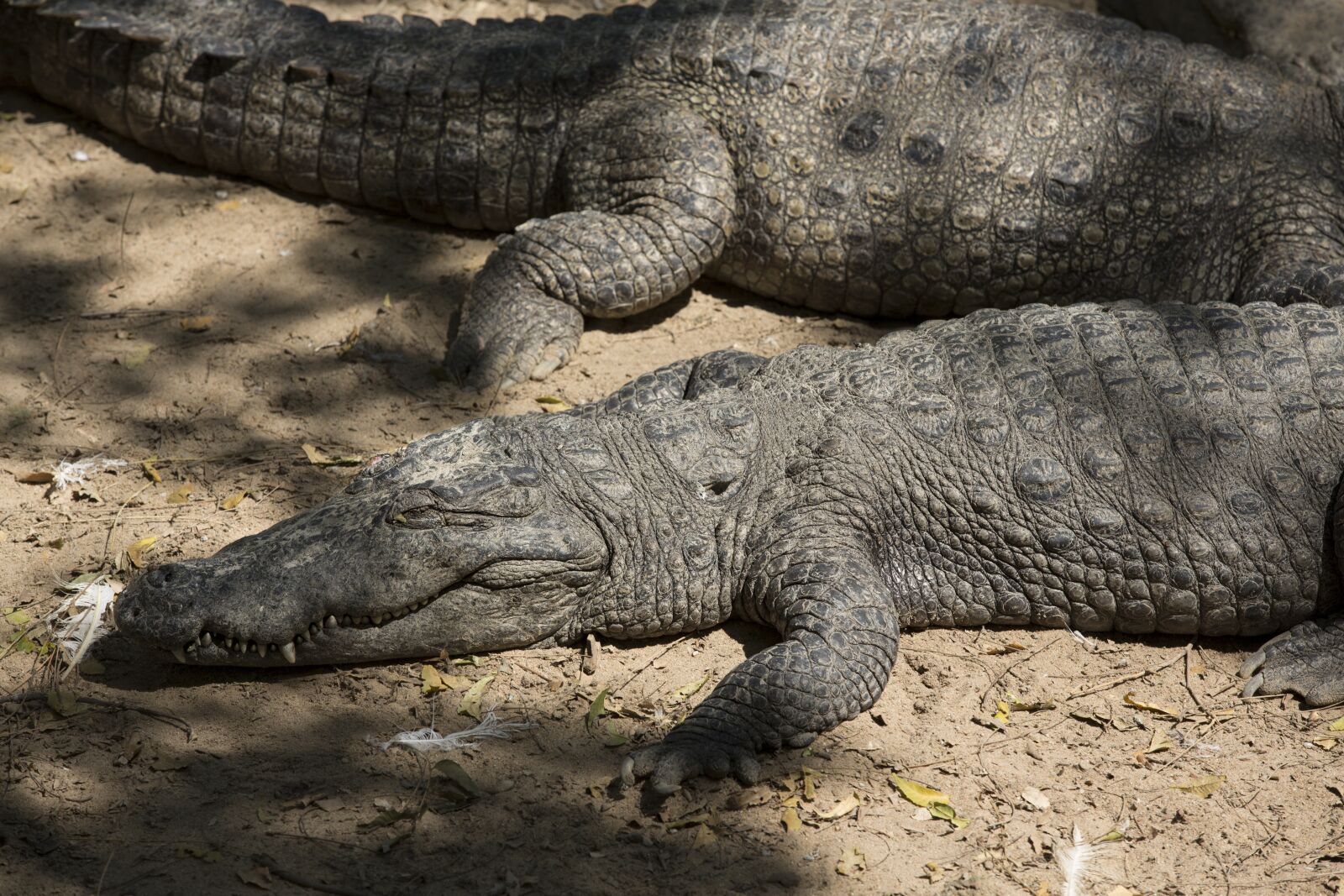 Canon EOS 5D Mark III sample photo. Reptile, fauna, nature photography