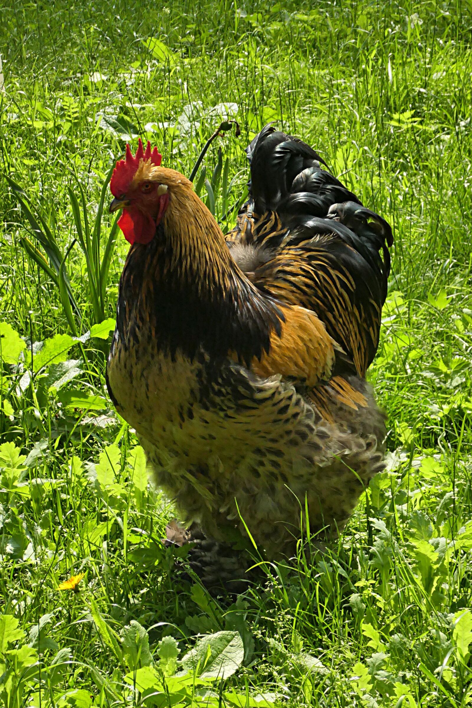 Panasonic DMC-TZ81 sample photo. Hahn, gallus, animal photography