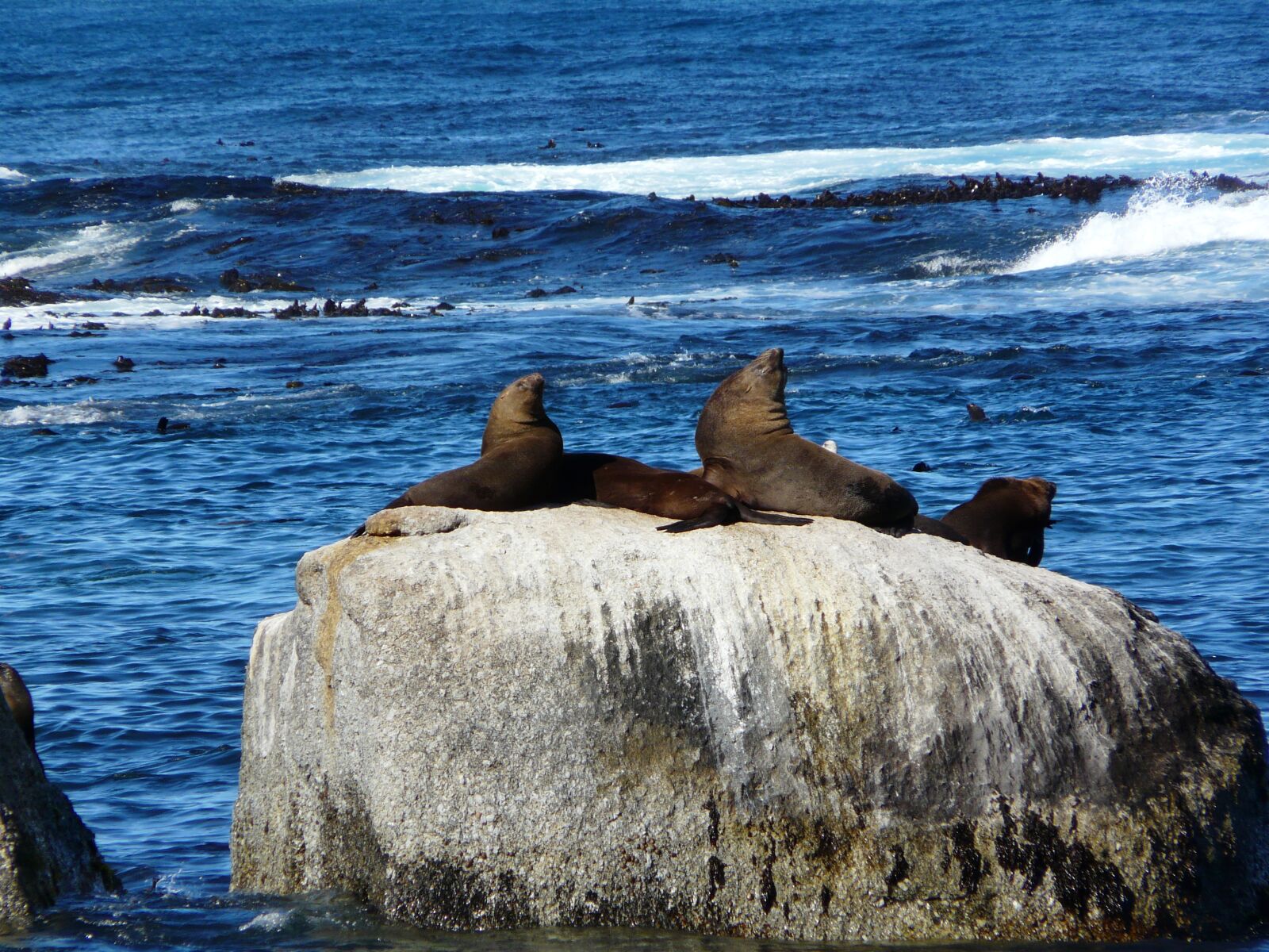 Panasonic DMC-FZ18 sample photo. Lion, marine, africa photography