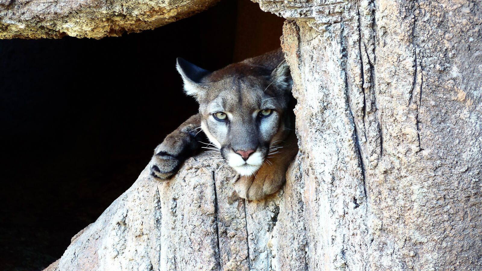 Panasonic Lumix DMC-FZ200 sample photo. Puma, feline, predator photography