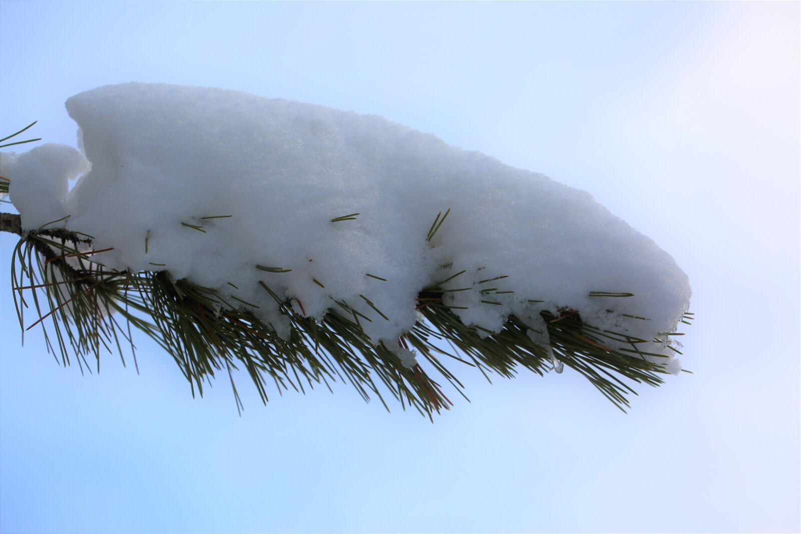 Canon EF 70-300mm F4-5.6L IS USM sample photo. Snow, winter, pine branch photography