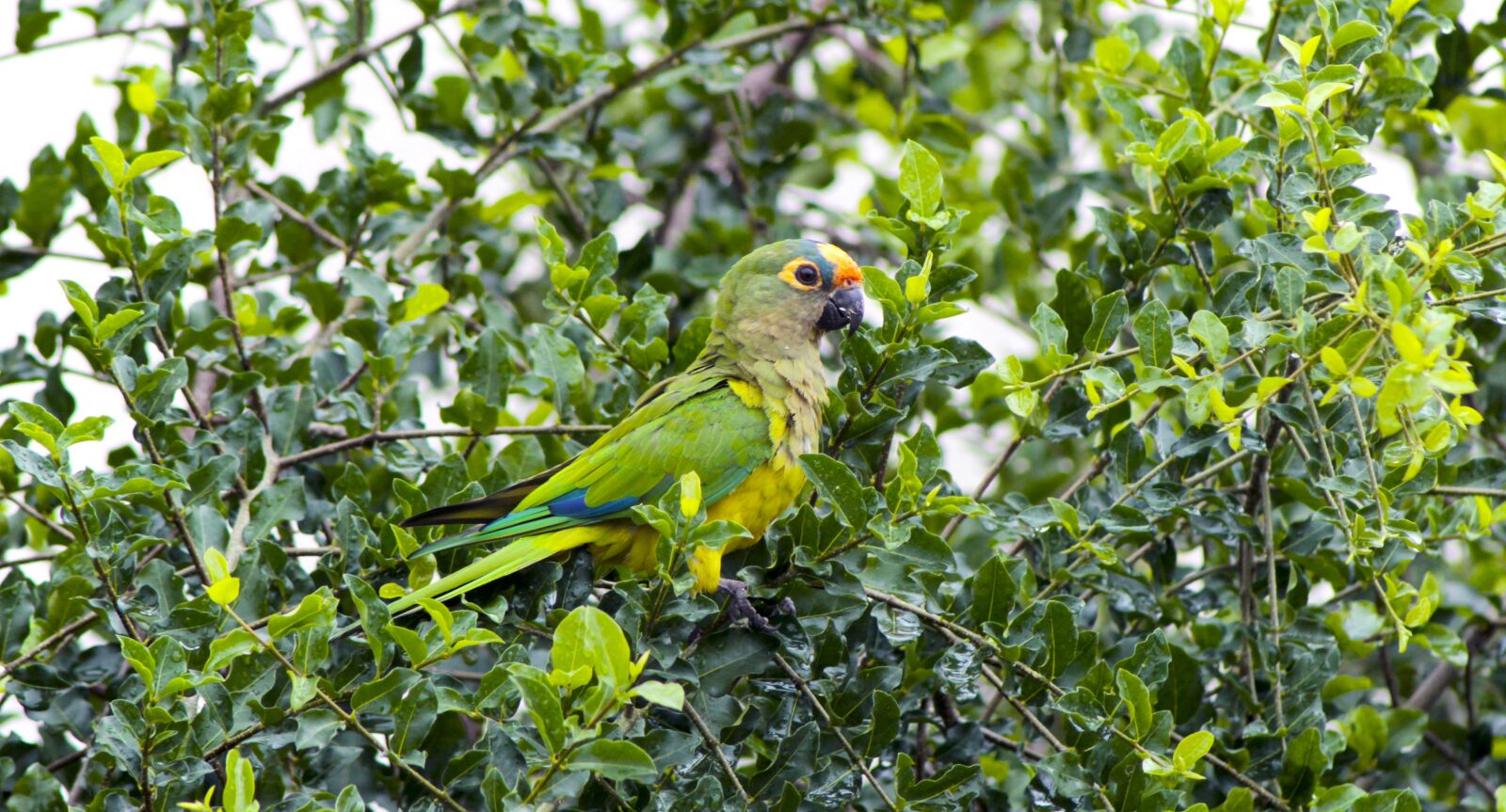 Canon EOS 1200D (EOS Rebel T5 / EOS Kiss X70 / EOS Hi) sample photo. Maritaca, bird, nature photography