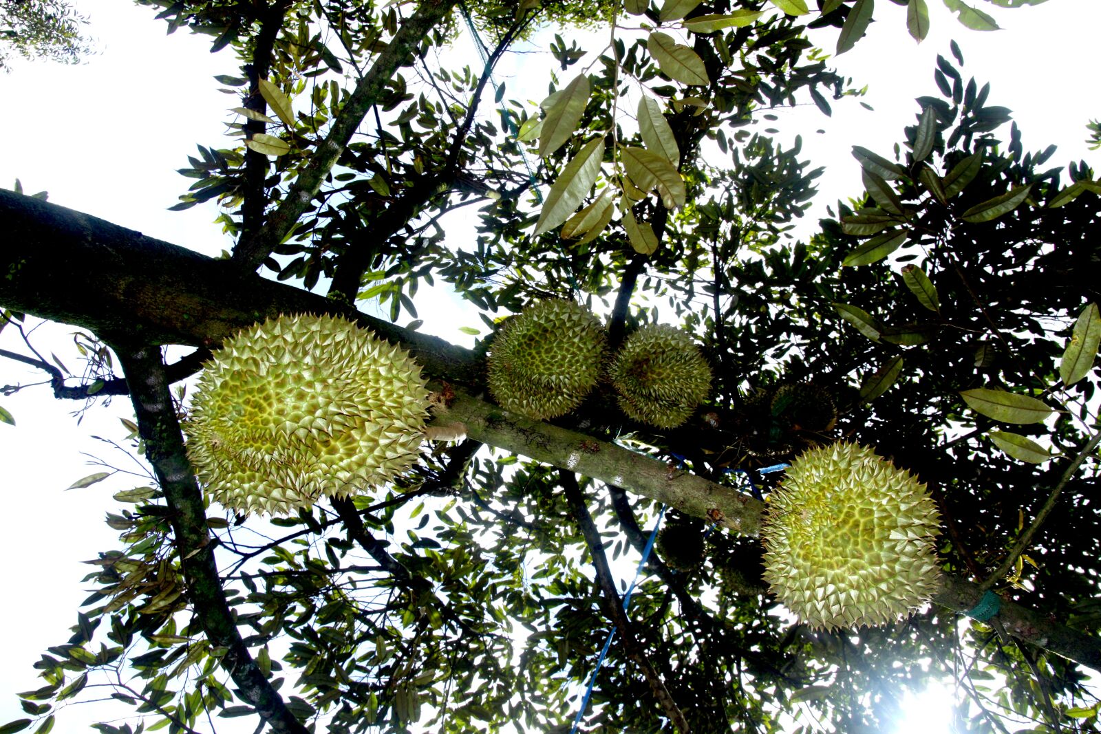 Canon EOS 50D sample photo. Durian fruit, durian tree photography
