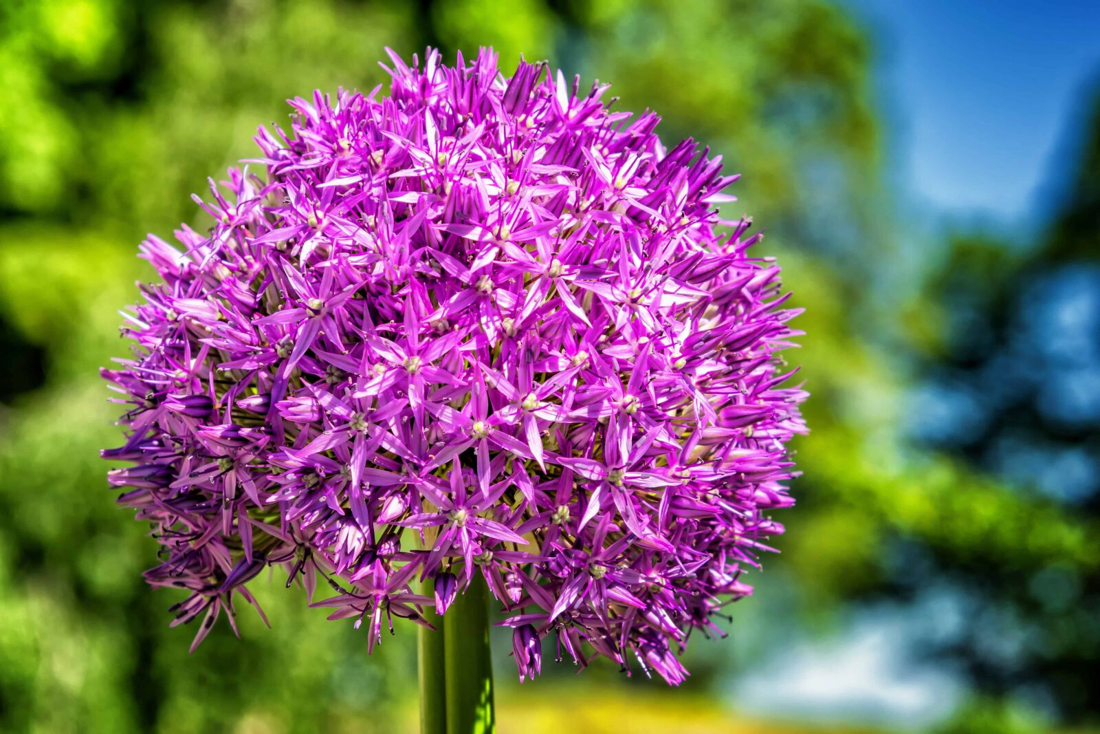 Nikon D3300 sample photo. Garden, summer, nature, flora photography