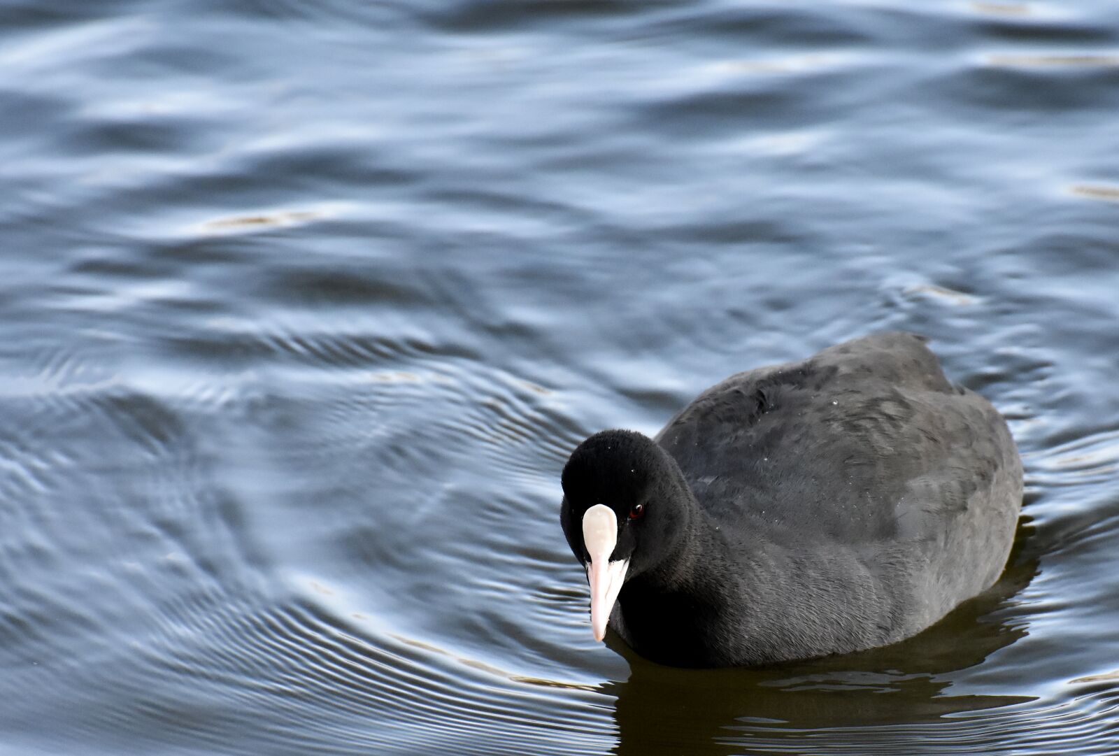 Nikon D7200 sample photo. Coot, animal, animal world photography