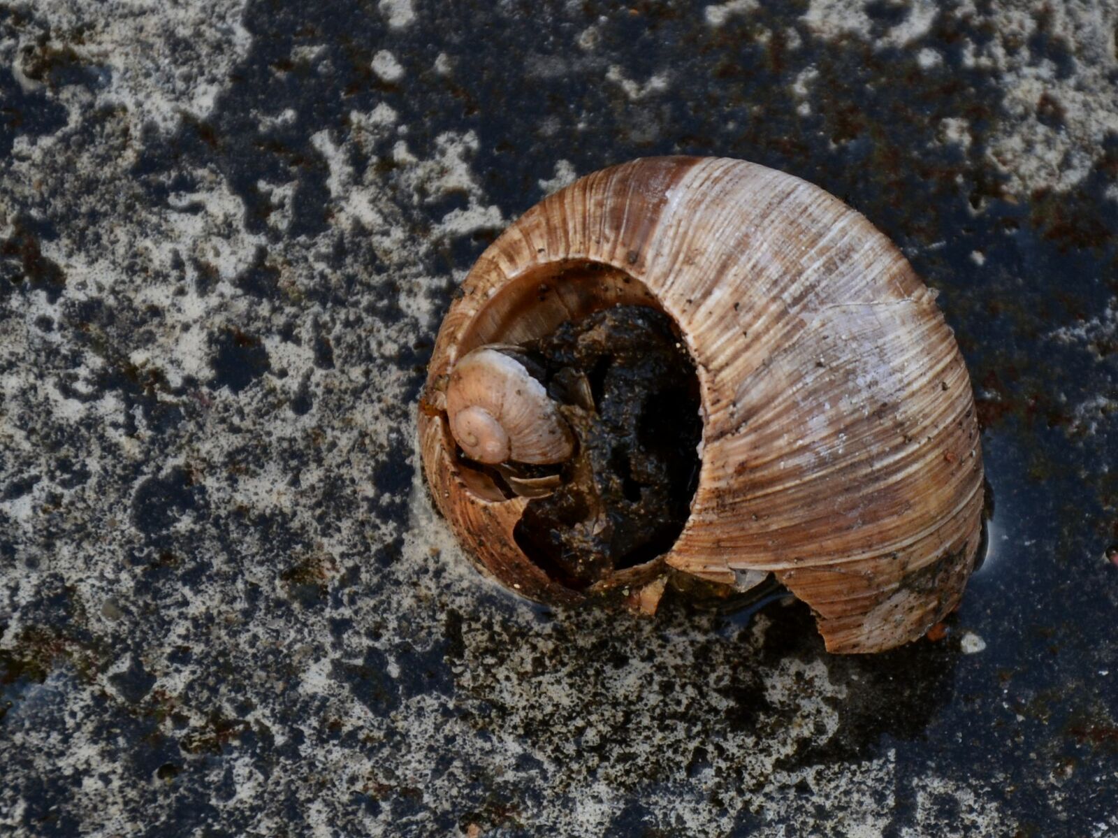 Nikon D7100 sample photo. Shell, old, casing photography