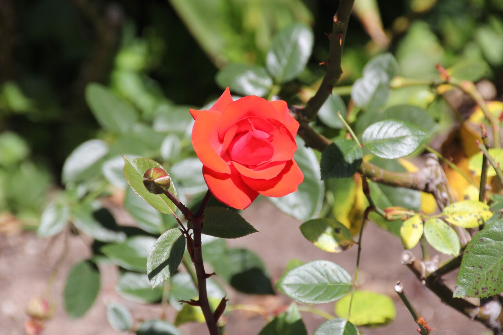 Canon EOS 60D sample photo. Rose, red, flower photography