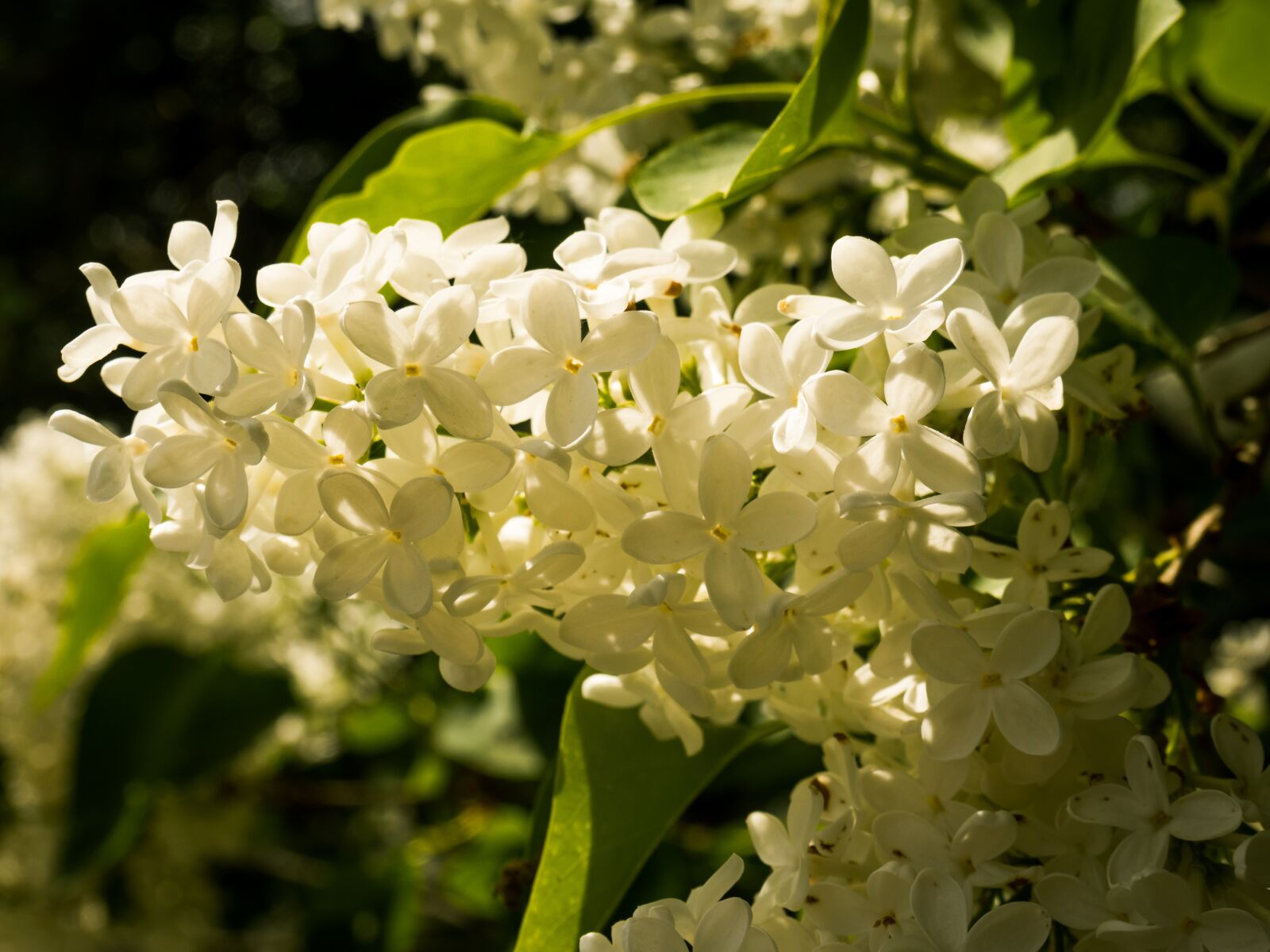 Panasonic Lumix DMC-GX8 sample photo. Nature, flower, plant photography