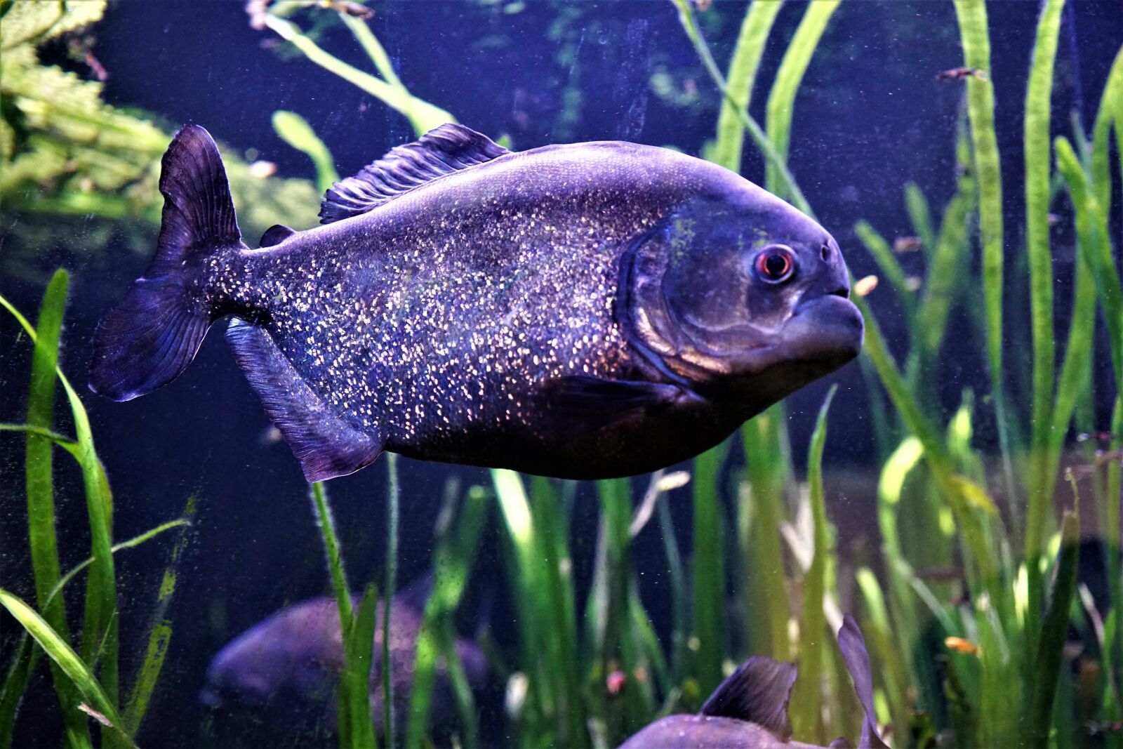 Sony ILCA-77M2 + Sony DT 16-50mm F2.8 SSM sample photo. Underwater, nature, fish photography