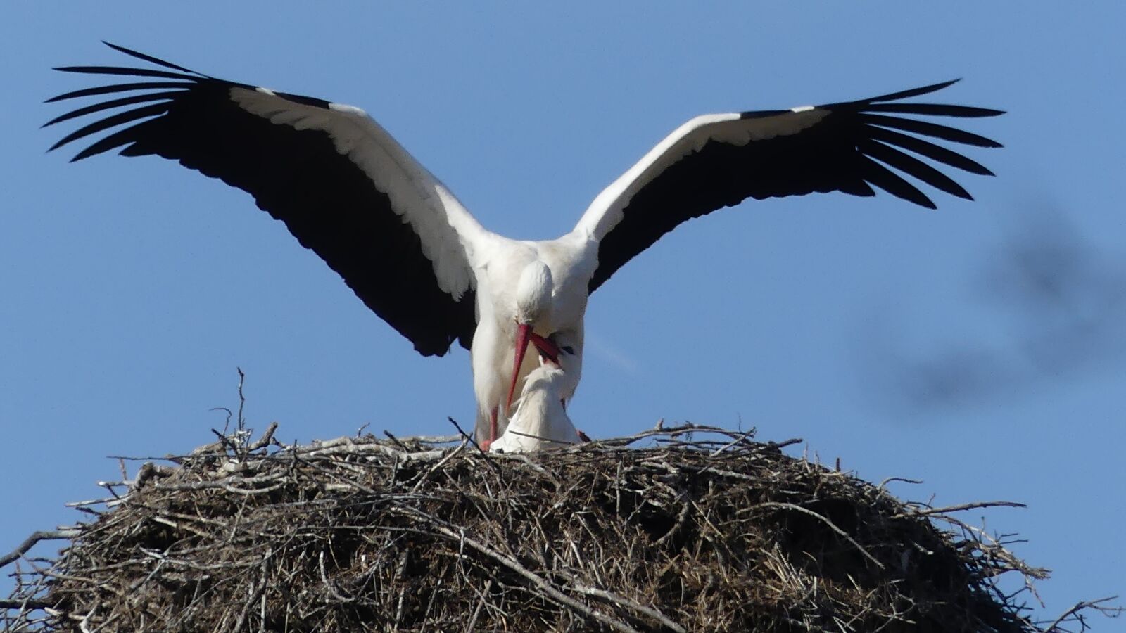 Panasonic Lumix DMC-FZ300 sample photo. Bird, animal world, nature photography