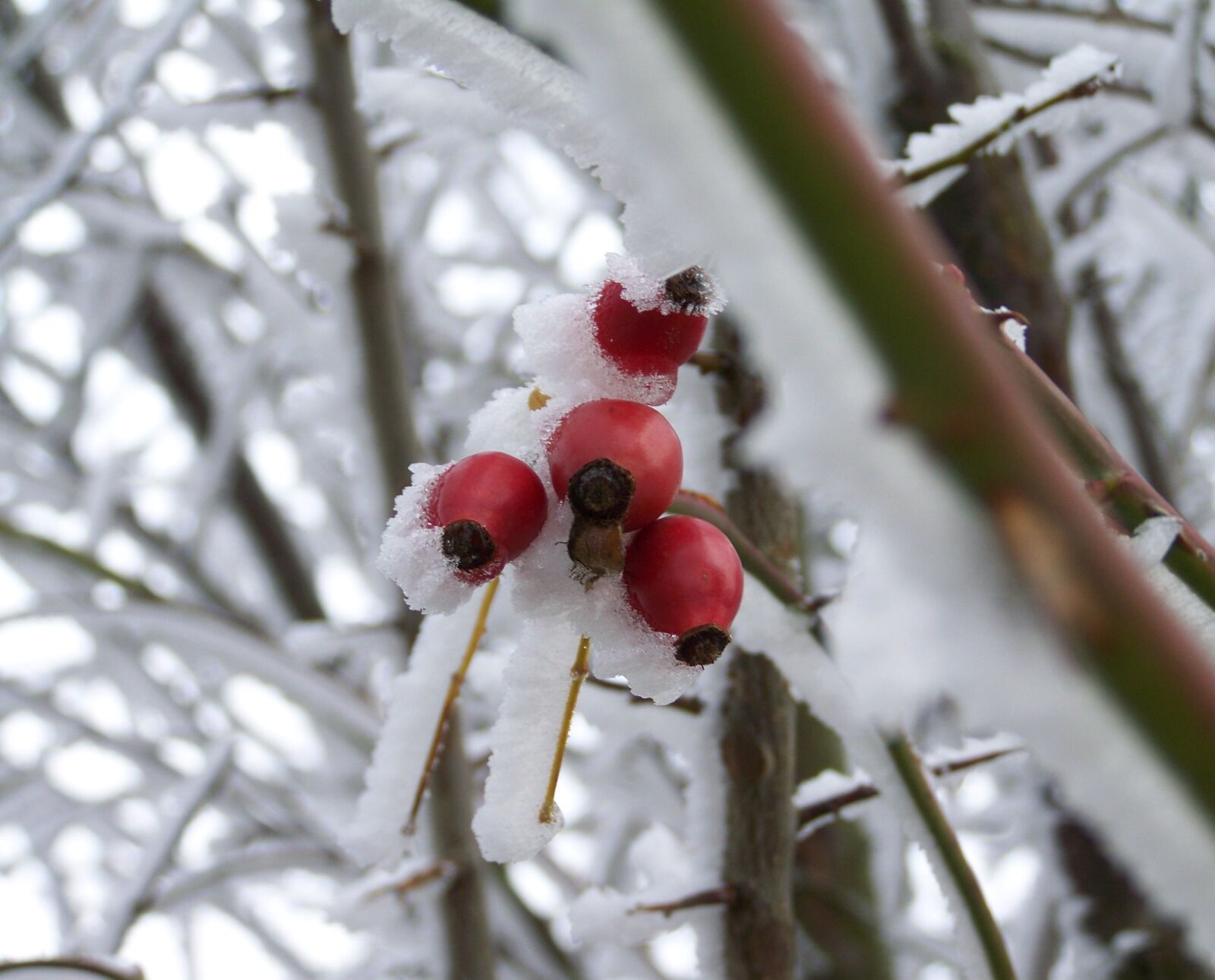 Kodak EASYSHARE ZD710 ZOOM DIGITAL CAMERA sample photo. Winter, frosted rose hips photography