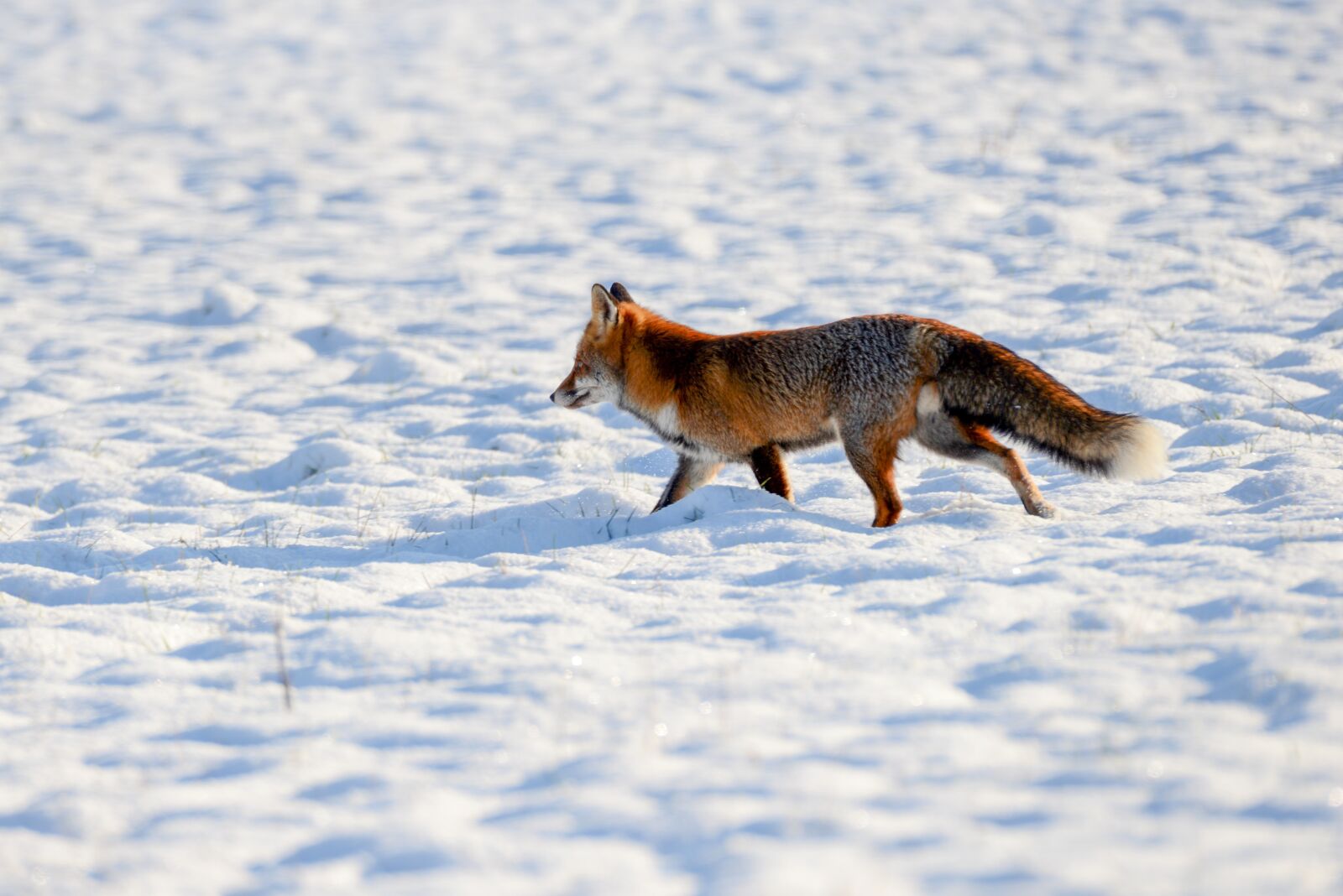 Nikon D600 sample photo. Fox, predator, wild photography
