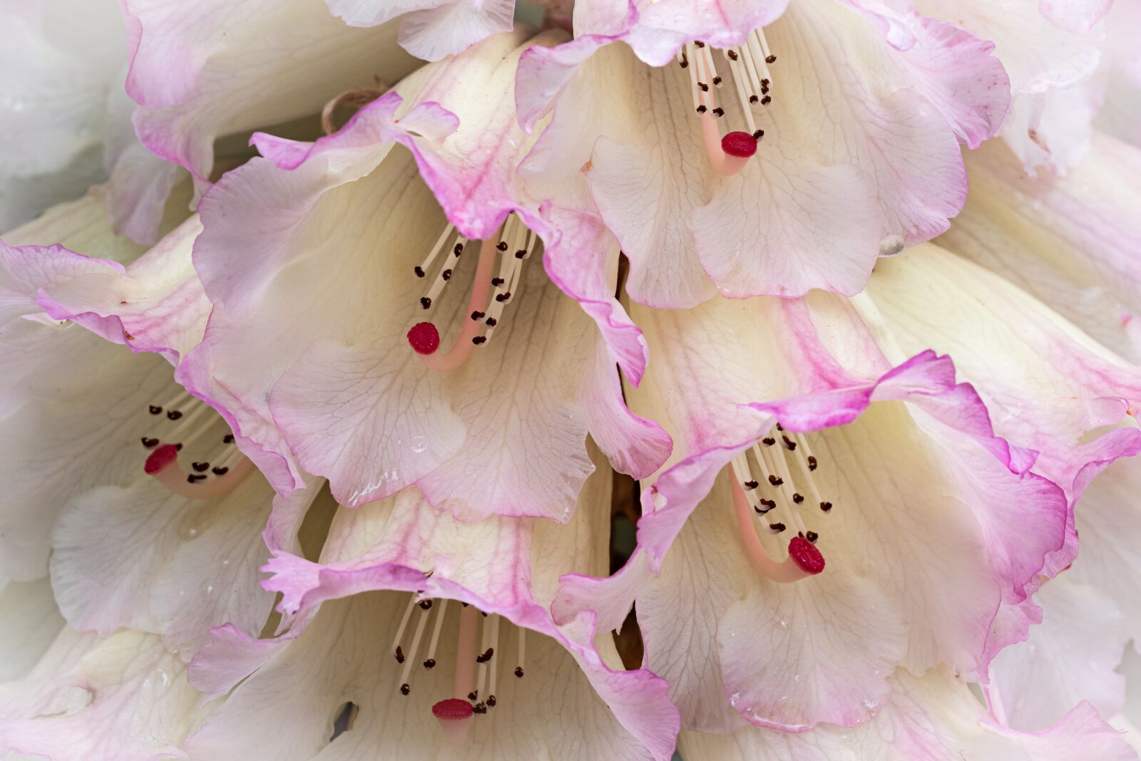 Nikon D810 sample photo. Flowers, blooms, pink photography