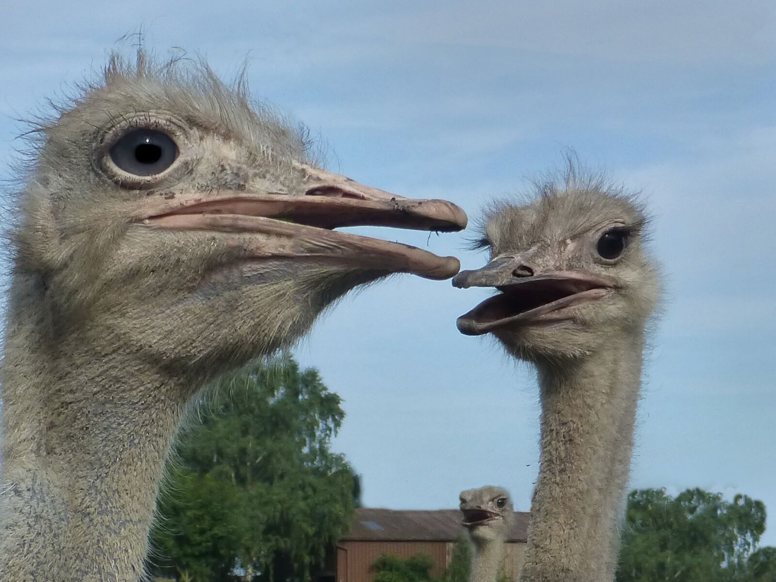 Panasonic DMC-TZ31 sample photo. Ostrich, head, flightless bird photography