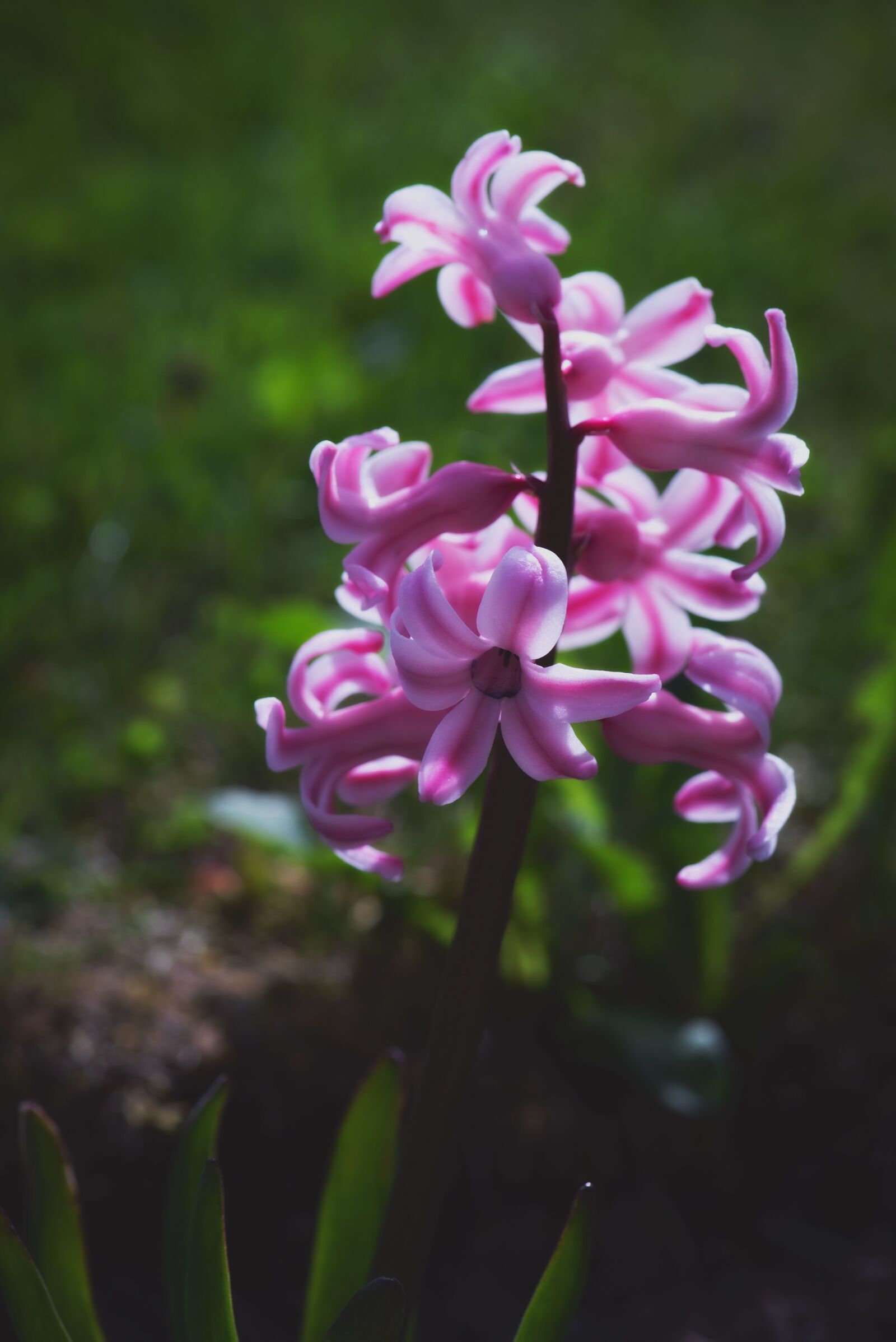 Nikon D750 sample photo. Hyacinth, flower, blossom photography
