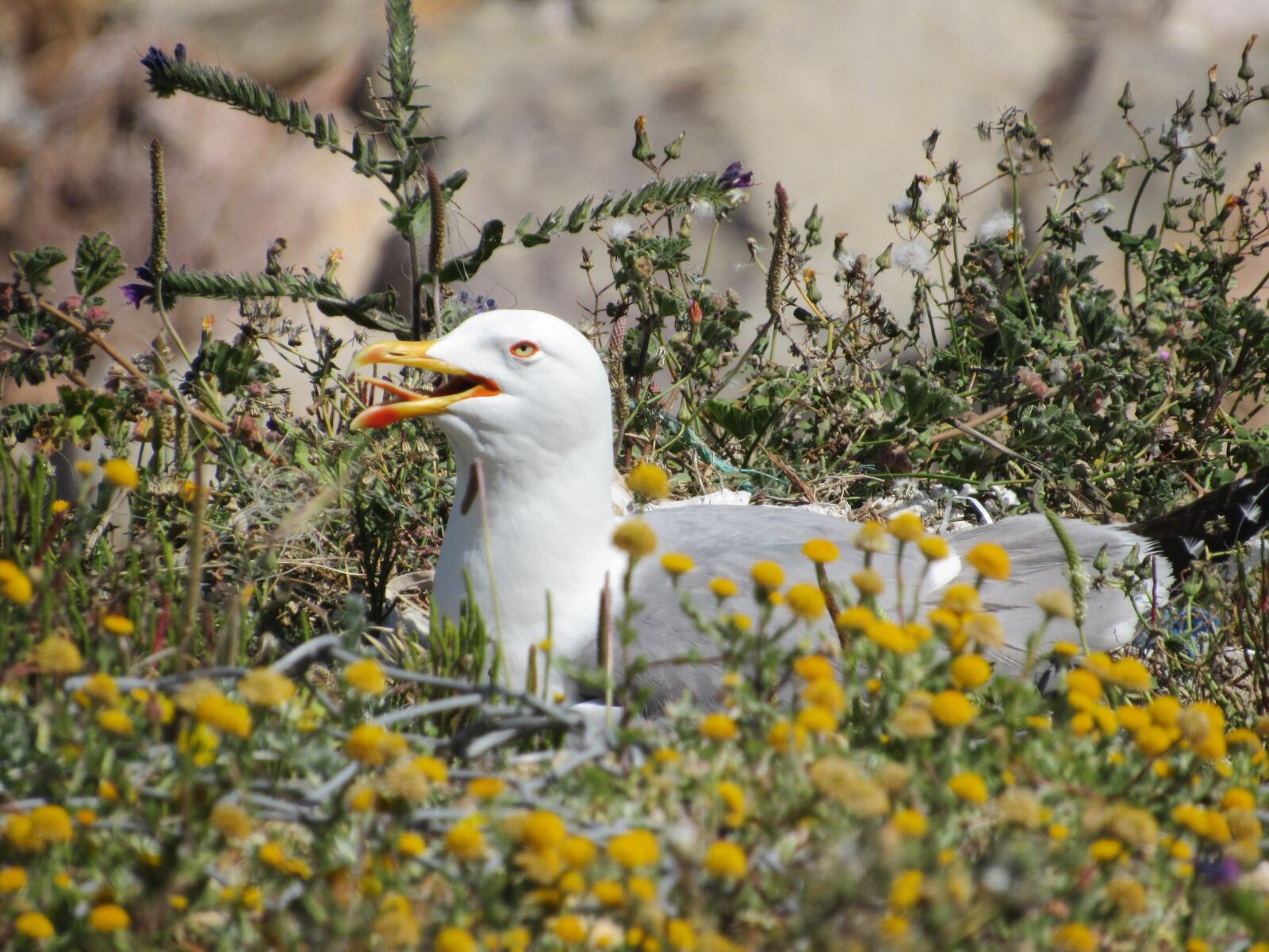 Canon PowerShot SX530 HS sample photo. Seagull, bird, wildlife photography
