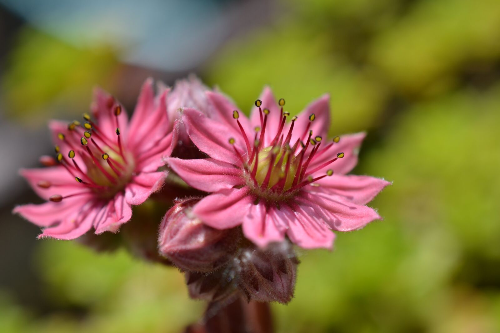 Nikon D3100 sample photo. Nature, flower, plant photography