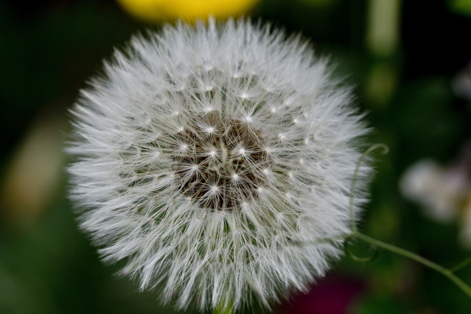 Nikon D500 sample photo. Garden, dandelion, nature photography