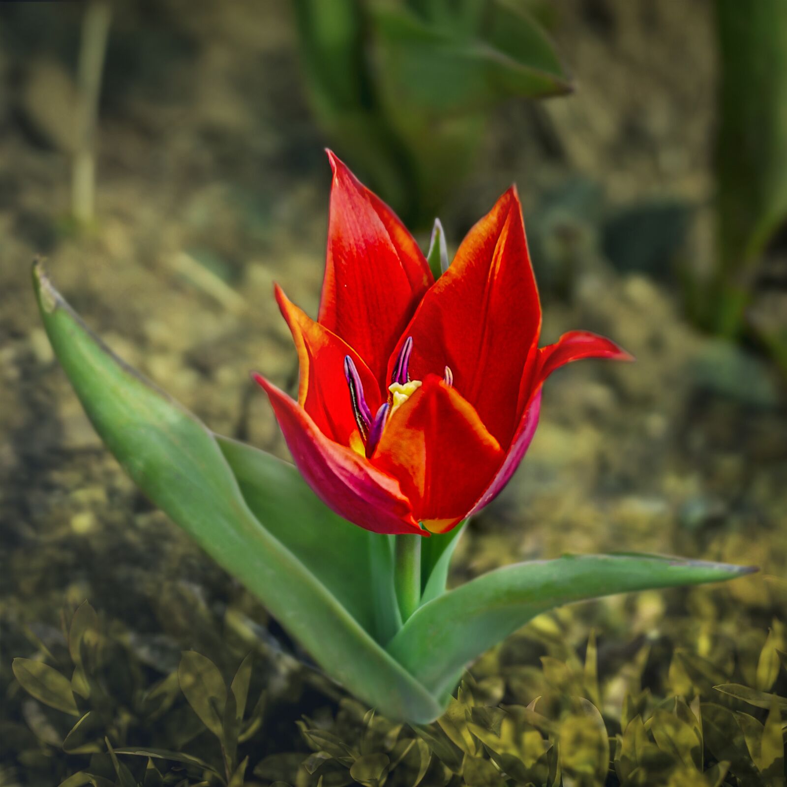 Nikon D3S sample photo. Flower, plant, tulip photography