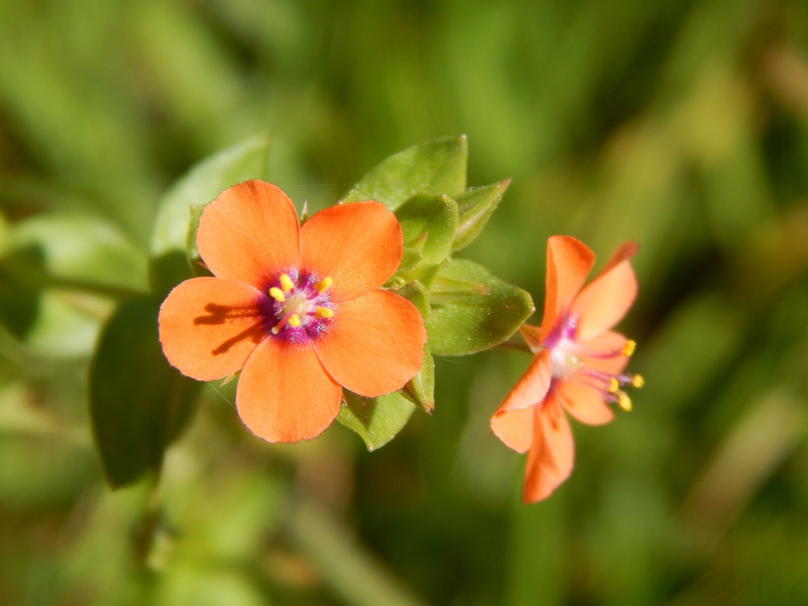 Nikon Coolpix L820 sample photo. Orange flower, small, wild photography
