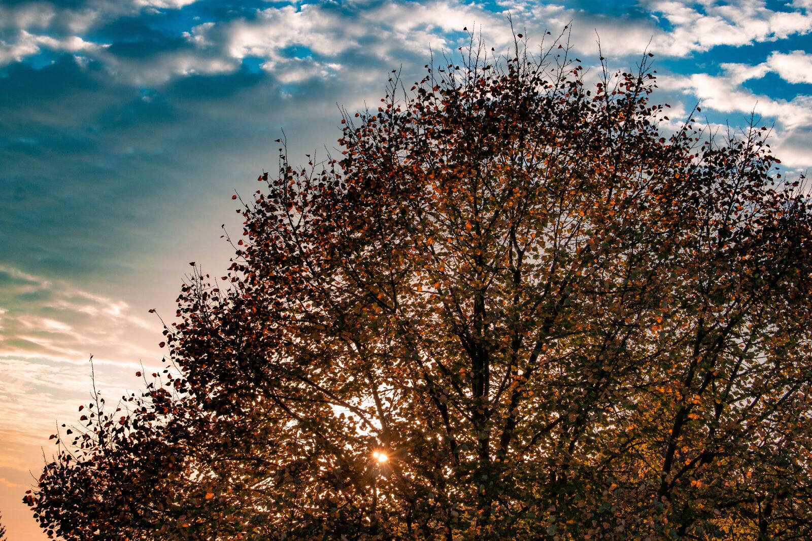 Canon EOS 70D sample photo. Autumn, leaves, deciduous tree photography