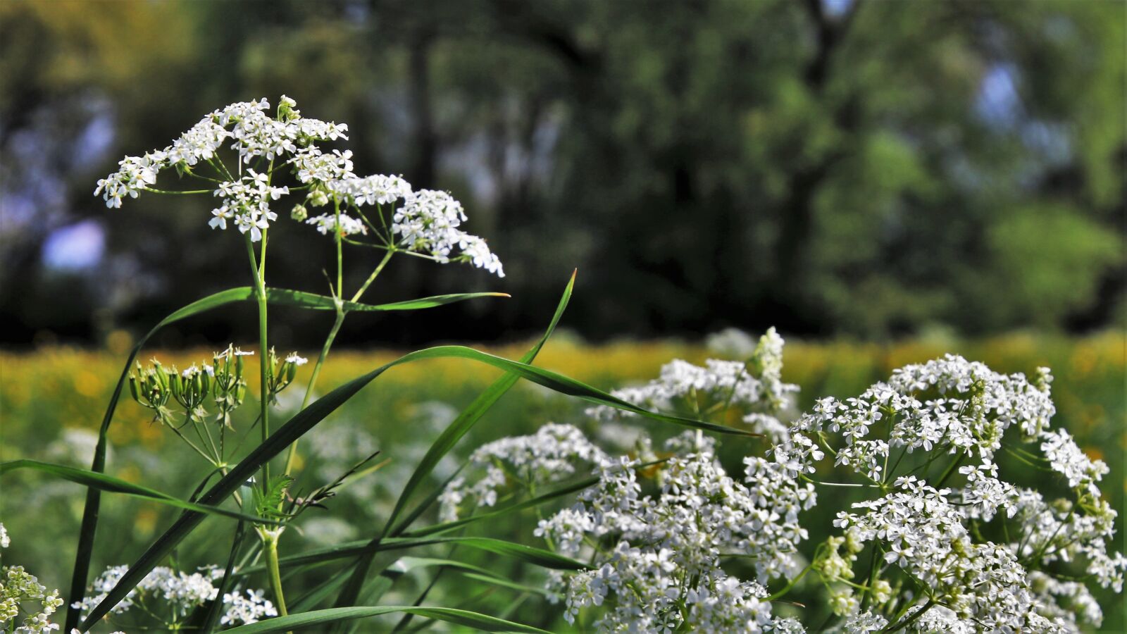 Canon EOS 80D sample photo. Spring, flowers, the beasts photography