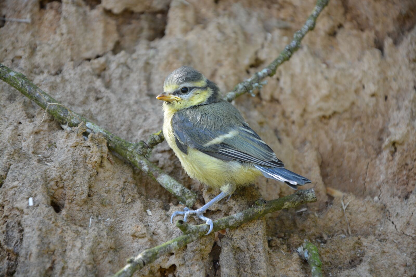 Nikon D5200 sample photo. Chick, bird, blue tit photography