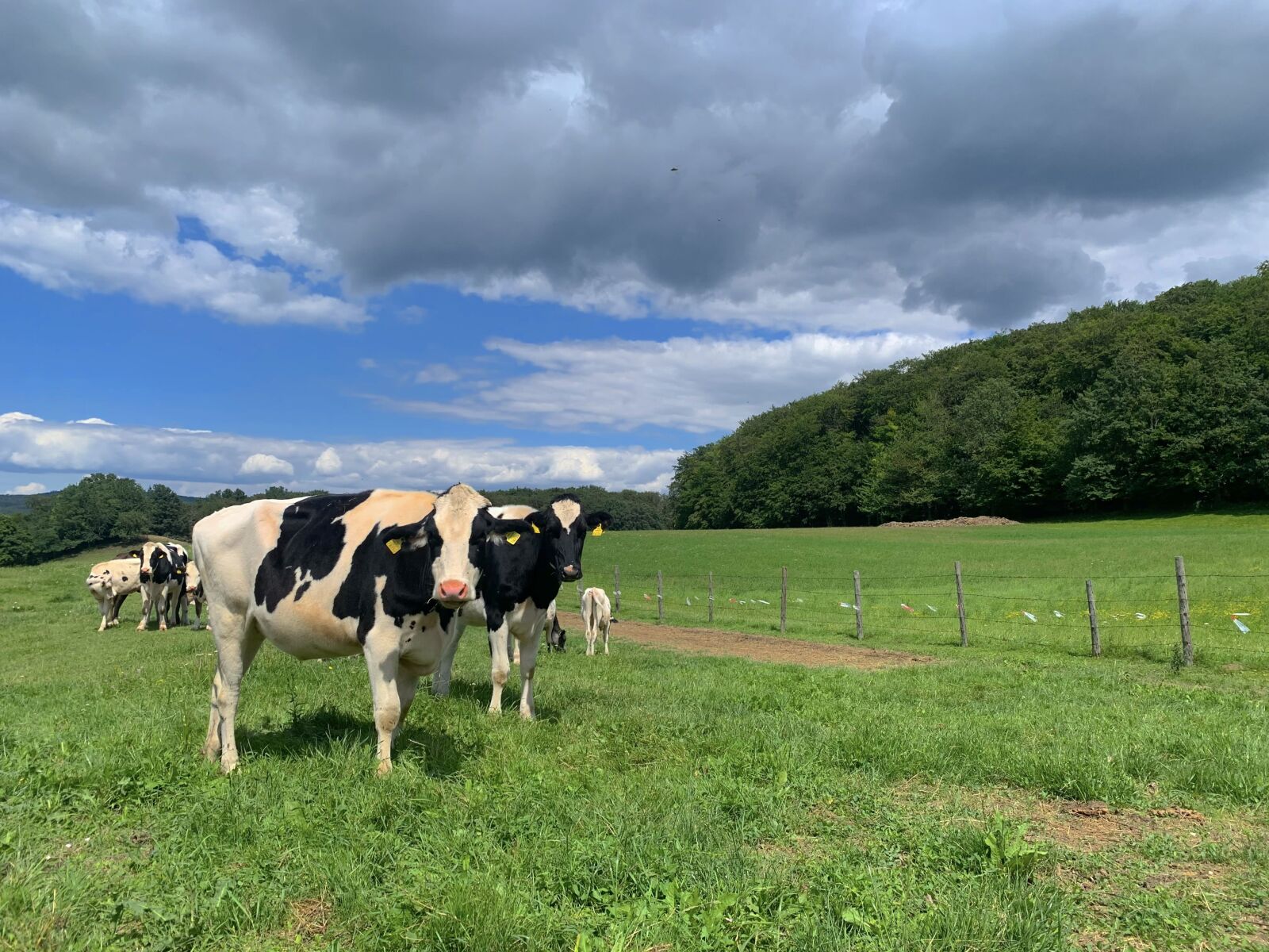 Apple iPhone XR sample photo. Cow, pasture, cattle photography