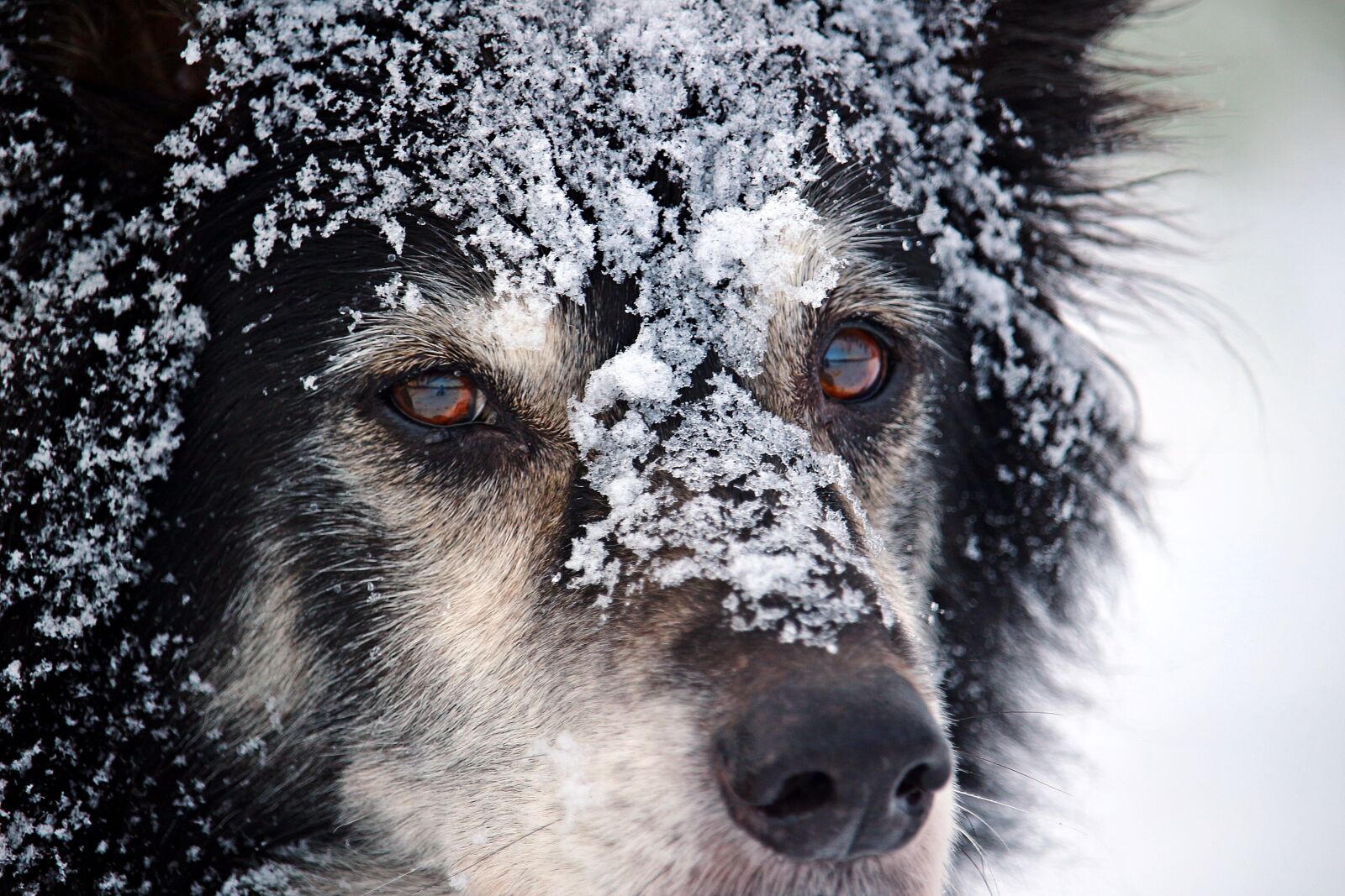 Canon EOS 100D (EOS Rebel SL1 / EOS Kiss X7) sample photo. Border, dog, british sheepdog photography