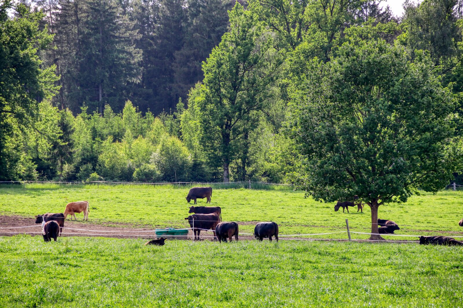 Canon EOS 80D sample photo. Cows, pasture, agriculture photography