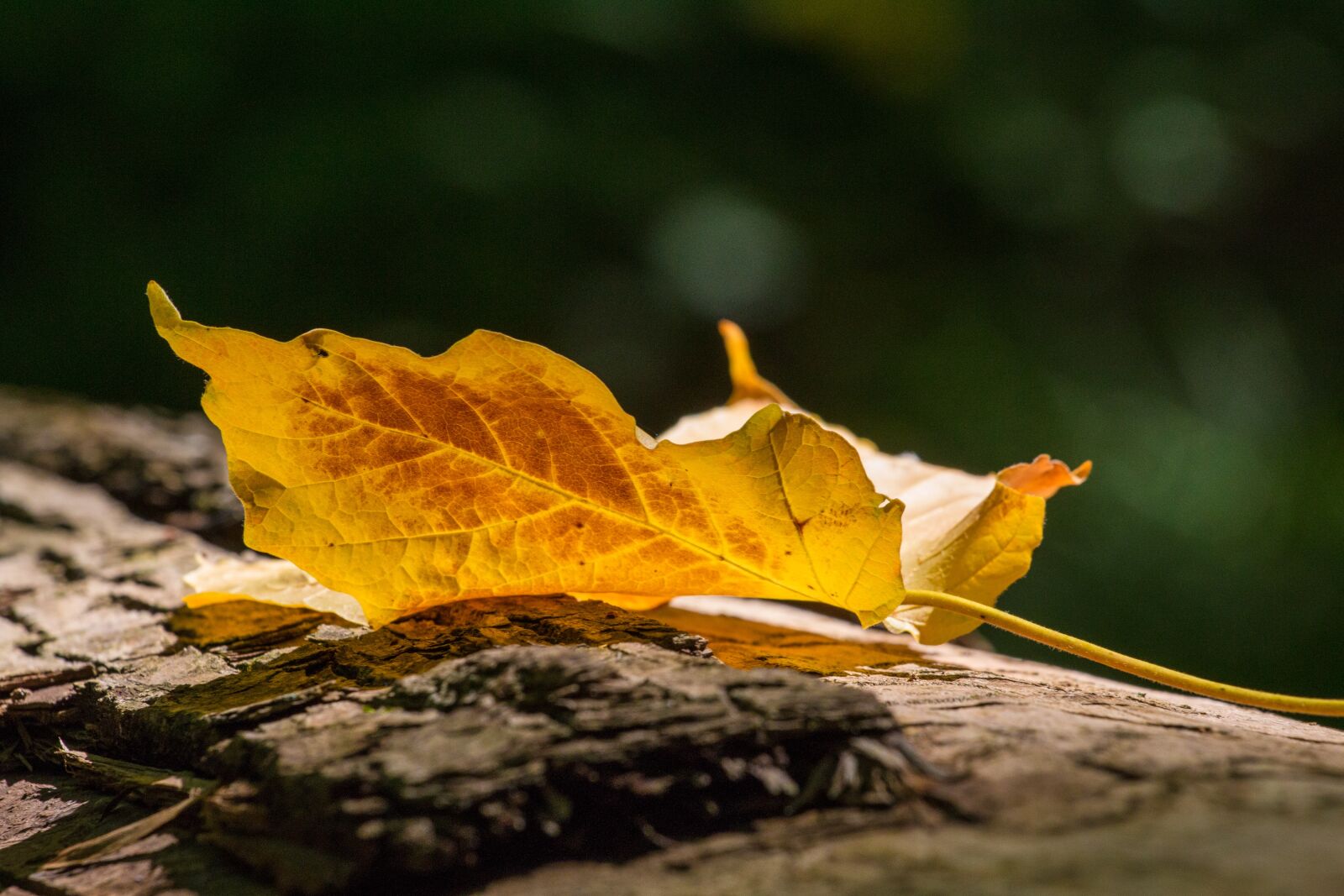 Canon EOS 70D + Canon EF 70-200mm F4L USM sample photo. Autumn, leaf, leaves photography