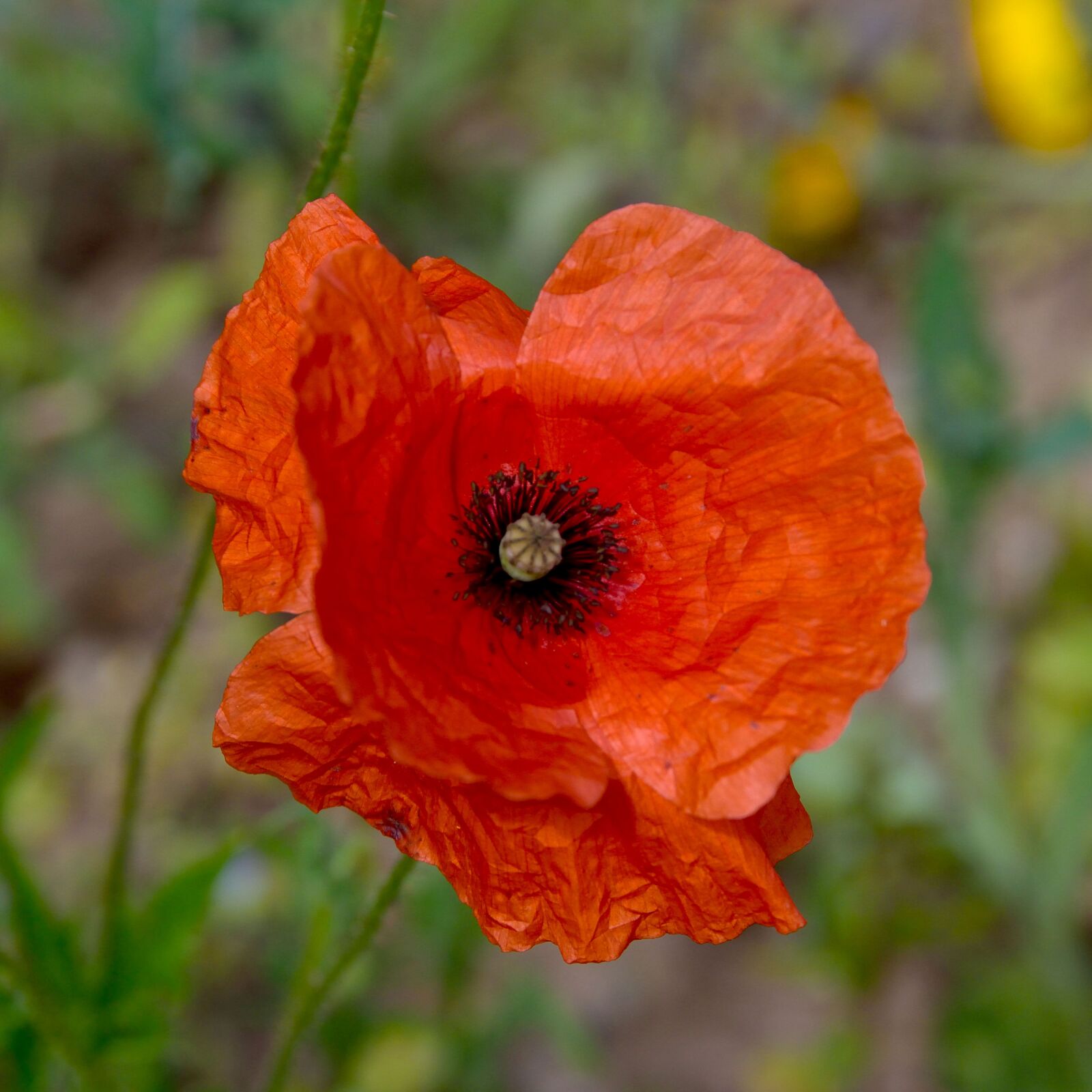 Nikon D5300 sample photo. Flower, plant, poppy photography