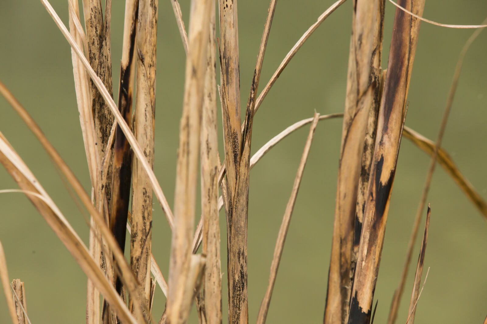 Canon EF 70-200mm F2.8L IS II USM sample photo. Reed, burnt photo, burnt photography