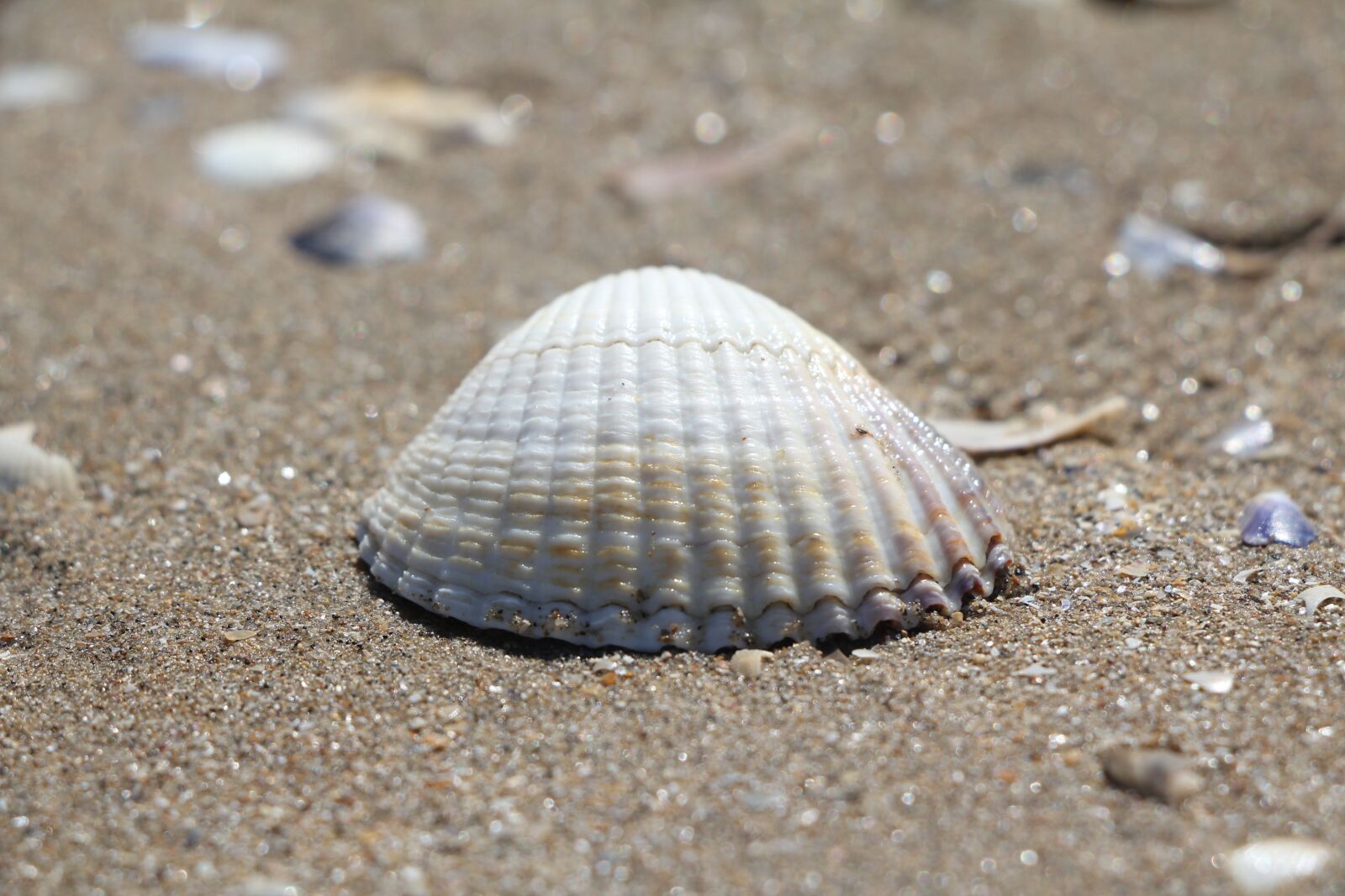 Canon EOS 550D (EOS Rebel T2i / EOS Kiss X4) sample photo. Coquille, sable, plage photography
