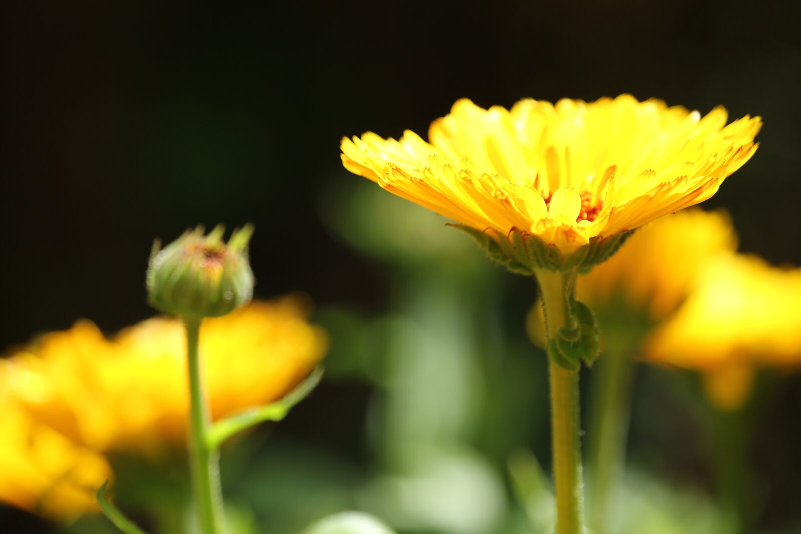 Canon EF-S 55-250mm F4-5.6 IS STM sample photo. Marigold, medicinal plant, blossom photography