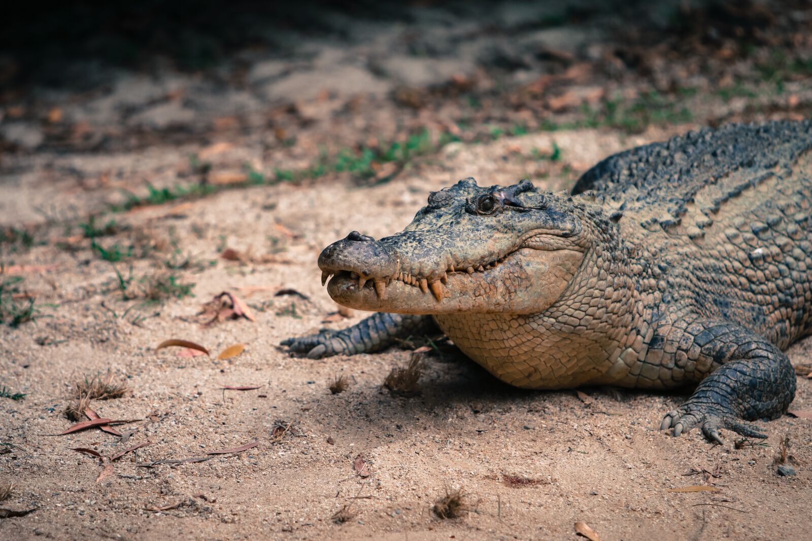Canon EOS 70D + Canon EF 70-200mm F2.8L IS USM sample photo. Crocodile, reptile, cold blood photography